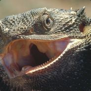 pabst blue lizard