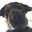 Group Avatar