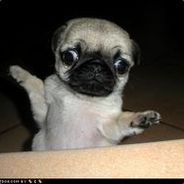 pugly