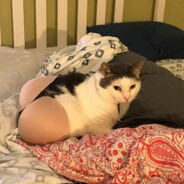 Cat.exe