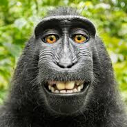 blackmonkey