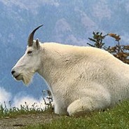 Faulesocke