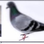 carrier pigeon gang