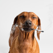 b00fdog