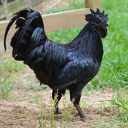 DemonChicken
