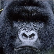 Primate