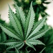 Gs_Ganja