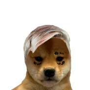 Perrito Duko
