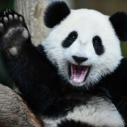 Ragana-Panda