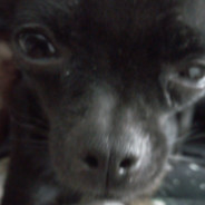 Mr Biscuit 777