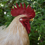 A big rooster