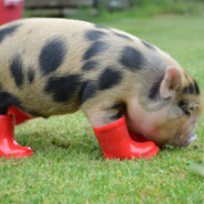 istealurtoe