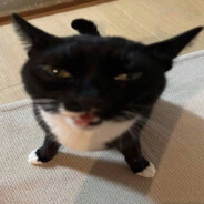 buci