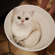 Klekxx