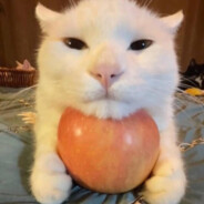 Cat with Apple