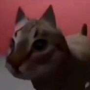 ICH BIN EIN KATZEE