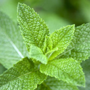 Minty