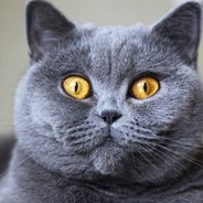 Biscuit