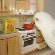 megakeet