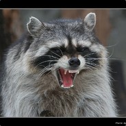 Soyver_Coon