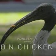 AussieBinChicken