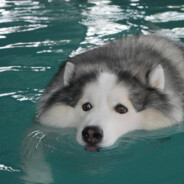 Hauptmann Hundehaufen ♥♥♥♥♥♥♥♥♥