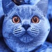 BLUEBERRY CAT