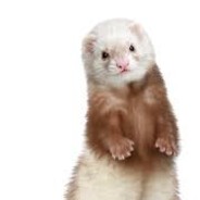 FerretForRent