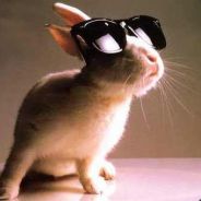 Pyro Bunny