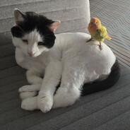 Steam Community Avatar