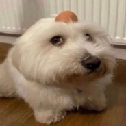 chomikuj
