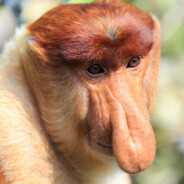 insemination face