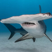⛧Wanna_HAMMERHEAD?⛧