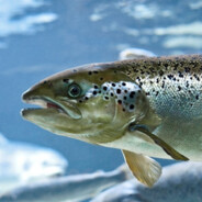 Salmon[Лосось]