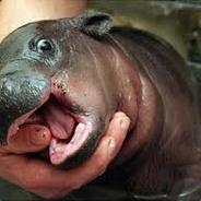 A Pygmy Hippo