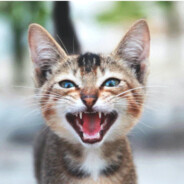 Autistic Cat