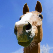 horse