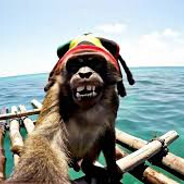 Rasta monkey