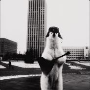 Teach Raccoon