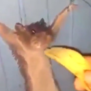 rat
