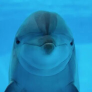 Disco Dolphin
