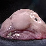 THe Global Fish
