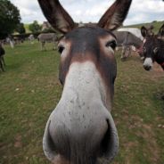 Donkey