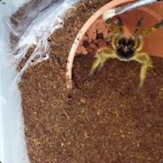 spider_spit