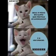 gato piadas
