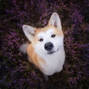 Mr.Shiba Inu