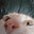 Group Avatar