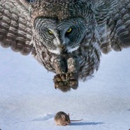 Great Grey Owl