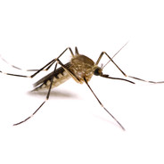 Anthrax Mosquito