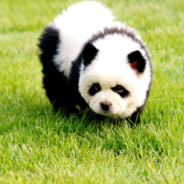 Panda is coming to town